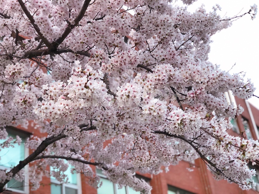 plant,식물,flower,꽃,blossom,벚꽃