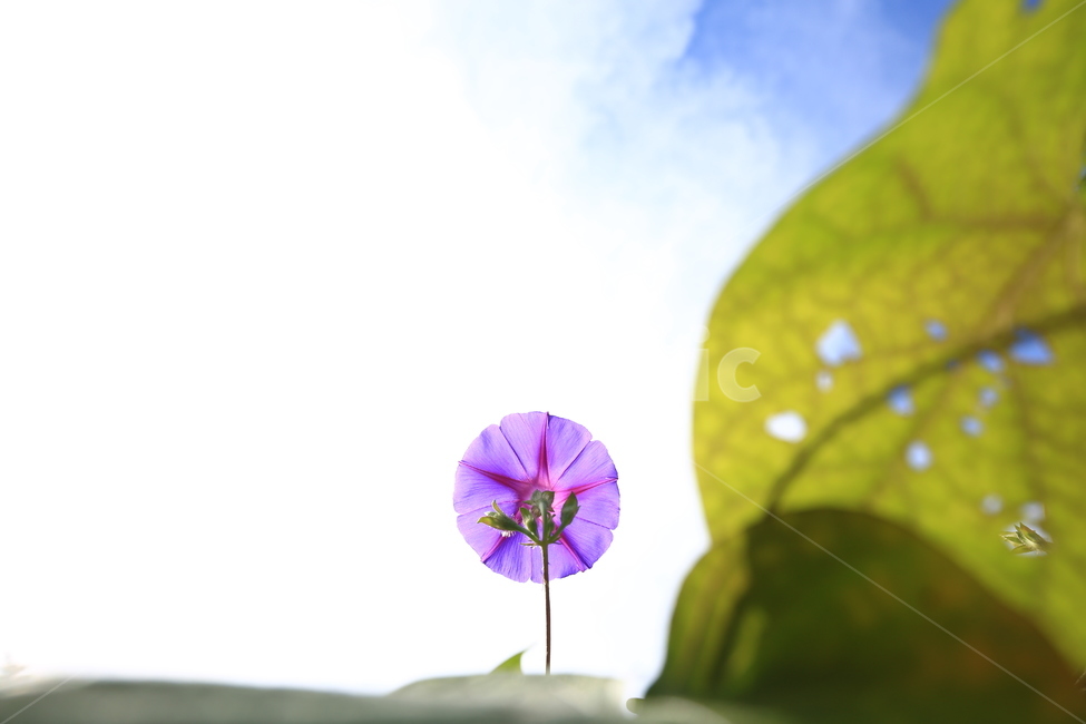 꽃,나팔꽃,하늘,구름,꽃과꽃잎,식물,자연,plants,nature,꽃,flower