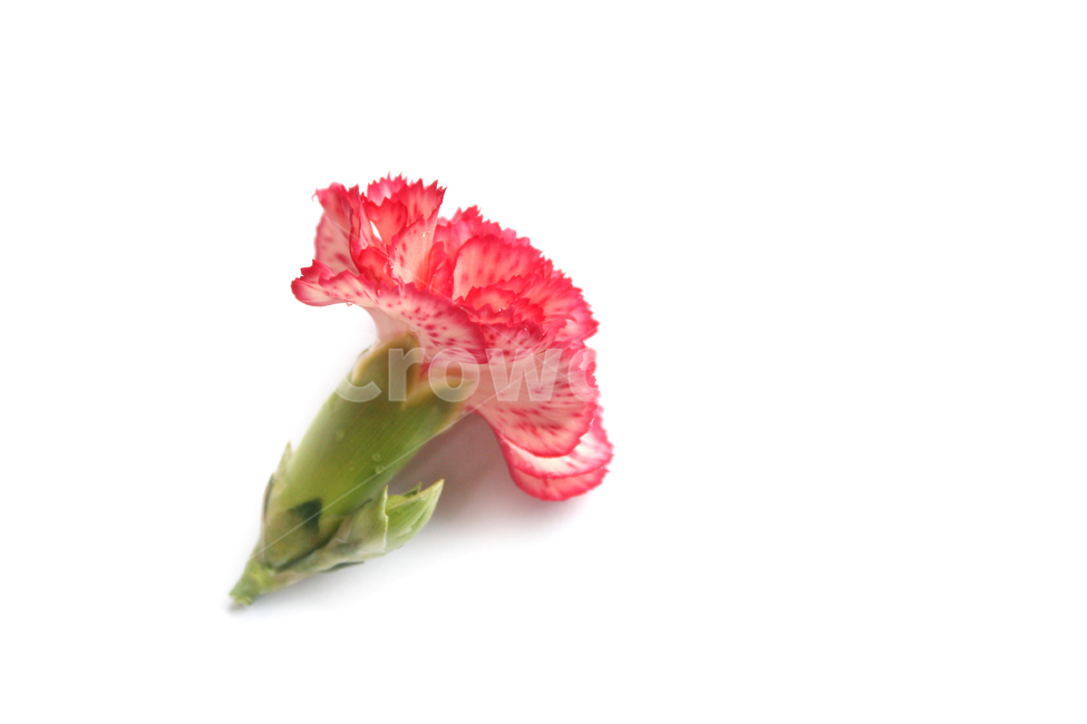 꽃,카네이션,분홍색,carnation,clovesflower,핑크,감사,어버이날,스승의날,carnationflower,flower,fresh,green,pink,pinkcloves,pinkclovesflowers,red,꽃,flower,가족,패밀리,family,기념일,축하,anniversary,congratulation,celebrate,celebration,누끼,remove background