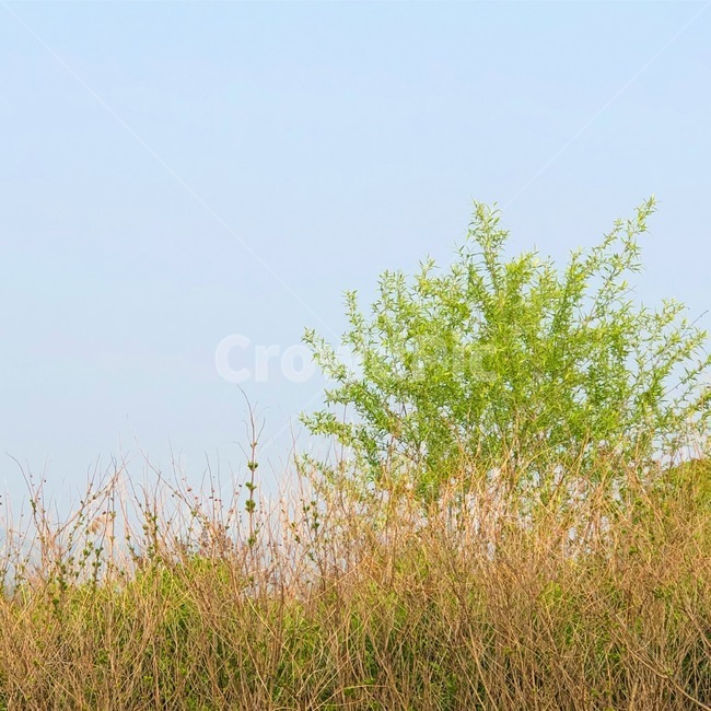 자연,풍경,나무,풀,하늘,자연,풍경,nature,landscape,plant,식물,grass,잔디