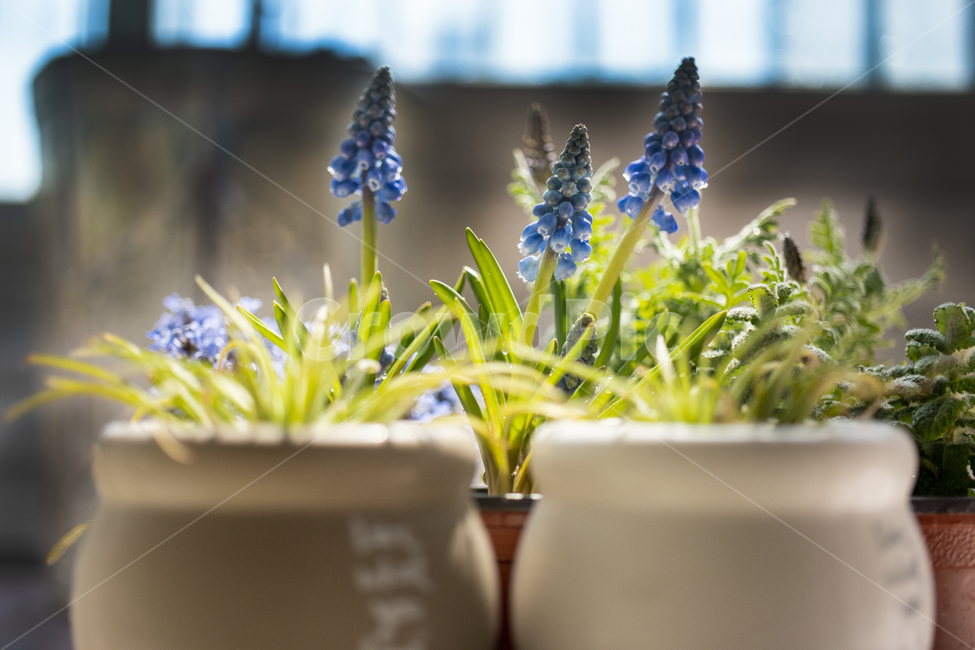 무스카리,꽃,보라색,녹색,자연,잎,줄기,식물,flower,plant,blossom,화분,생화