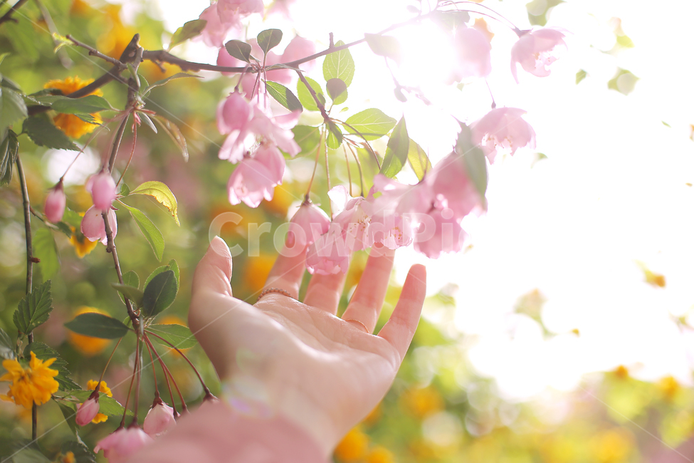 봄,손,꽃,봄꽃,서부해당화,손가락,역광,핑크,감성사진,색감,분위기,빛,flower,finger,연출,색깔,색상,색체,신체일부,몸,꽃송이,식물,아련함,봄,계절,spring,season,식물,자연,plants,nature,꽃,flower,사람,인물,인간,human,person,신체일부,몸,body,감성,sensible,feeling,휴식,힐링,rest,relaxation,healing,색깔,색상,색채,색감,color sense,color sensitivity,feeling of color,plant