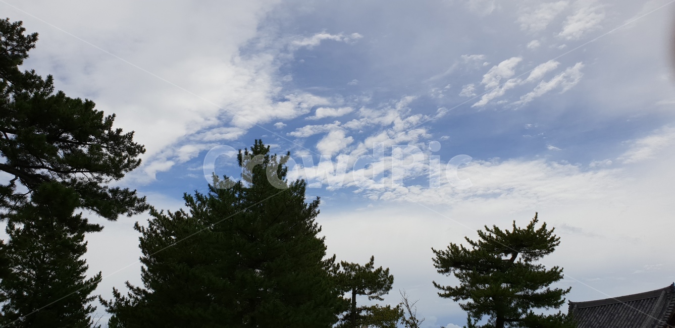 구름,하늘,나무,일본,풍경,자연,풍경,nature,landscape,tree,plant,식물,fir,전나무