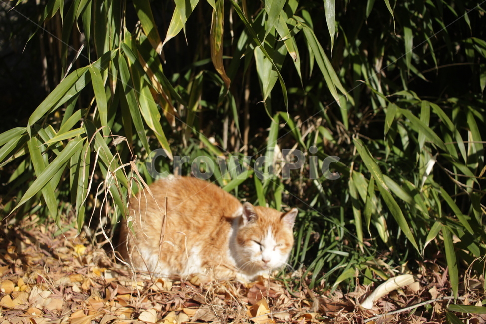 고양이,길고양이,동물,캣,자연,햇빛,동물,animal,포유류,mammal,고양이,cat,kitten,kitty