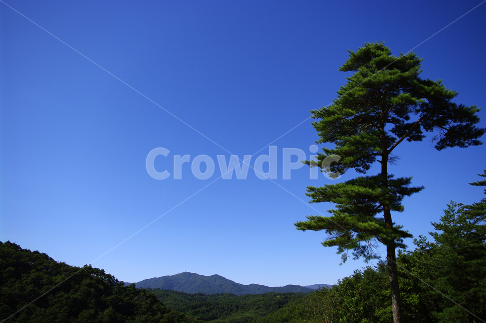 나무,하늘,소나무,파란,color,자연,풍경,nature,landscape,tree,plant,식물,fir,전나무