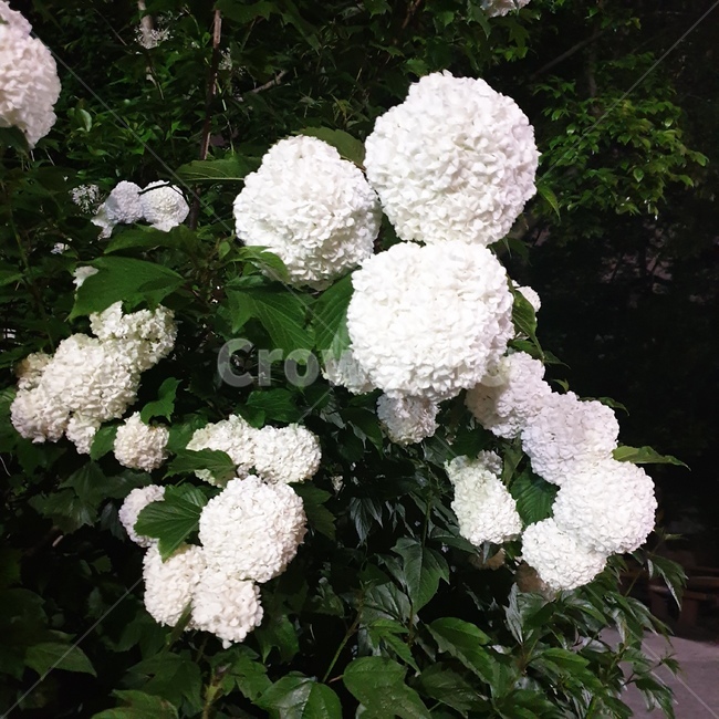 꽃,국화꽃,flower,blossom,식물,꽃,flower