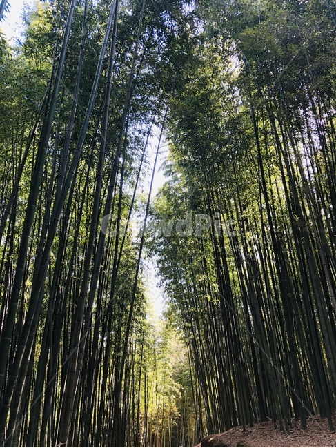 plant,식물,대나무,죽녹원,담양,풍경,힐링,힐링풍경,bamboo,forest