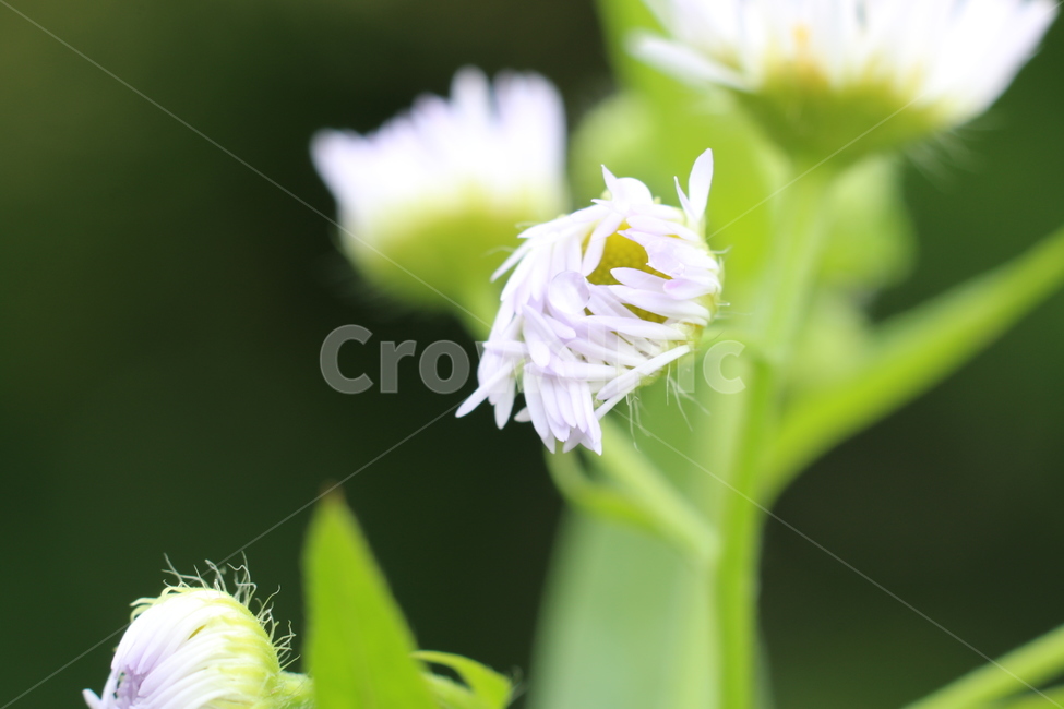 자연,들꽃,풀잎,야생화,봉오리,식물,자연,plants,nature,꽃,flower