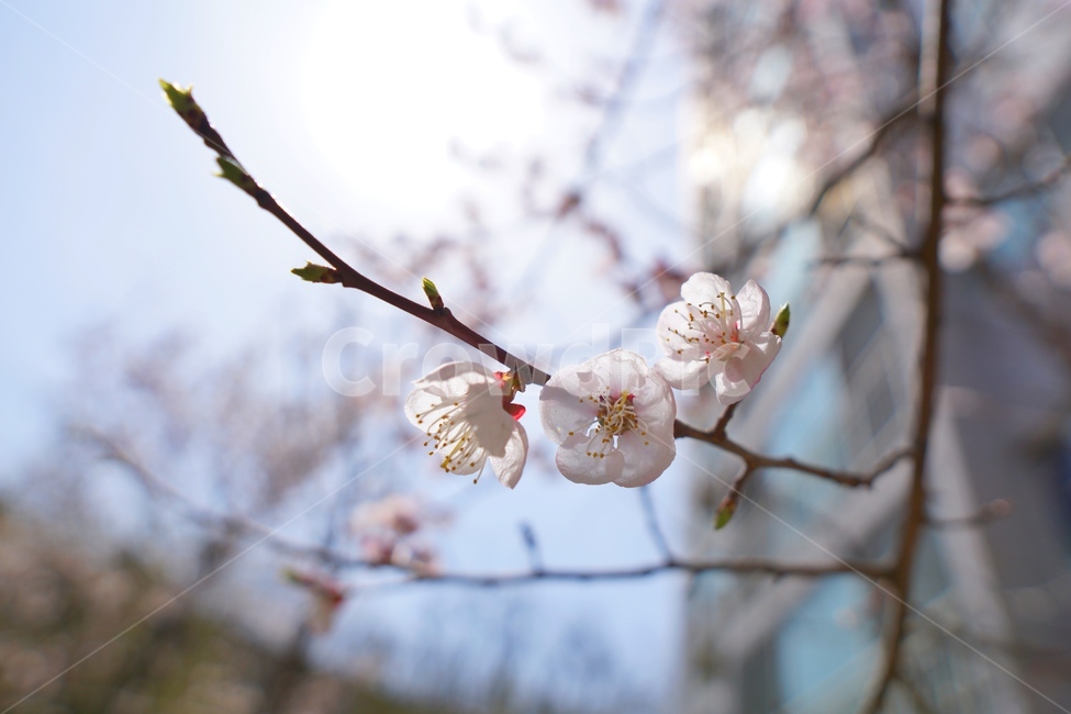 벚꽃,봄,봄꽃,꽃,plant,flower,식물