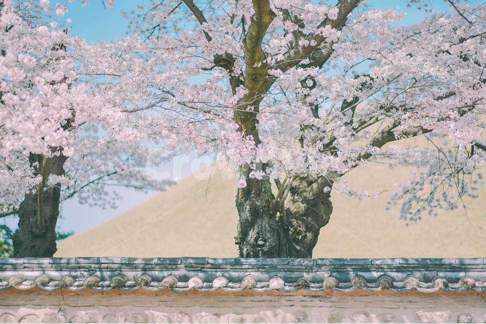 봄,벚나무,경주,벚꽃,맑음,꽃,봄,계절,spring,season,한국전통,한국문화,korean traditional,korean culture,식물,자연,plants,nature,나무,trees,wood,감성,sensible,feeling,plant