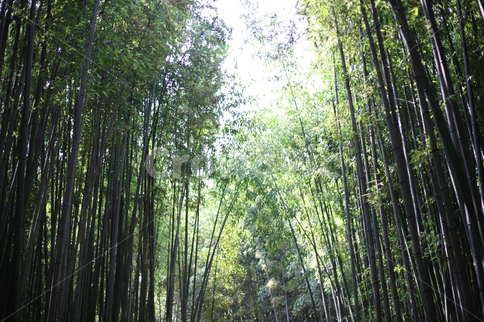 죽녹원,대나무,대나무숲,숲,대나무숲,시원한