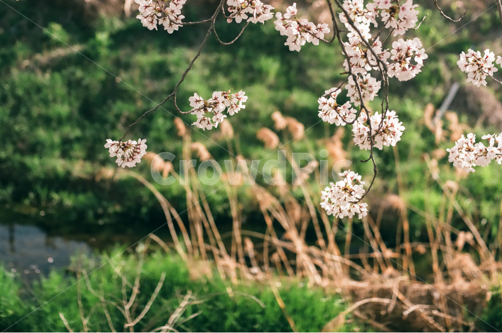 봄,자연풍경,꽃,감성사진,4월,봄,계절,spring,season,식물,자연,plants,nature,꽃,flower,감성,sensible,feeling,plant,blossom
