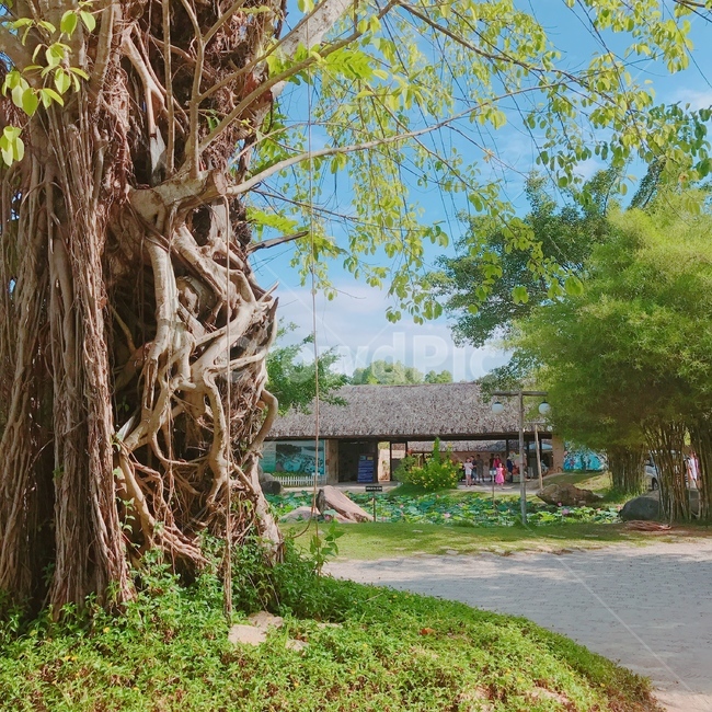 고목나무,나무줄기,treetrunk,나무,휴양지,휴양지나무,자연,풍경,nature,landscape,tree,plant,식물,tree trunk,나무 줄기