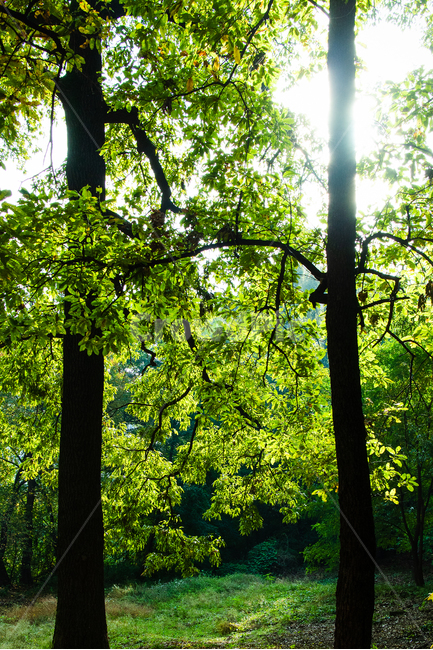나무,식물,tree,plant,초록색,자연,nature,green,식물,자연,plants,nature,나무,trees,wood