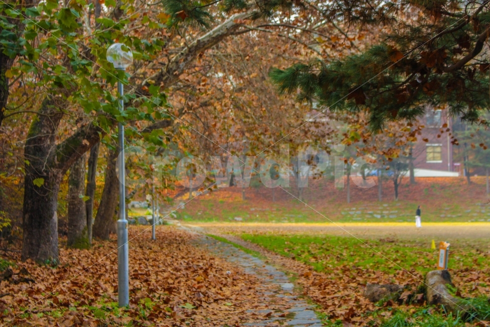 가을,낙엽,단풍,늦가을,가을풍경,돌길,가로등,운동장,나무,대학교,캠퍼스,자연,풍경,nature,landscape,가을,계절,fall,autumn,season,tree,plant,식물,tree trunk,나무 줄기,ground,바닥