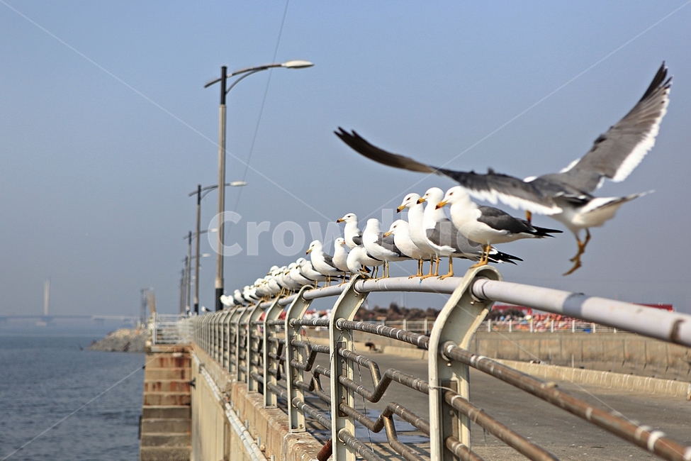 갈매기,새,조류,자연,풍경,배경,동물,animal,조류,새,birds