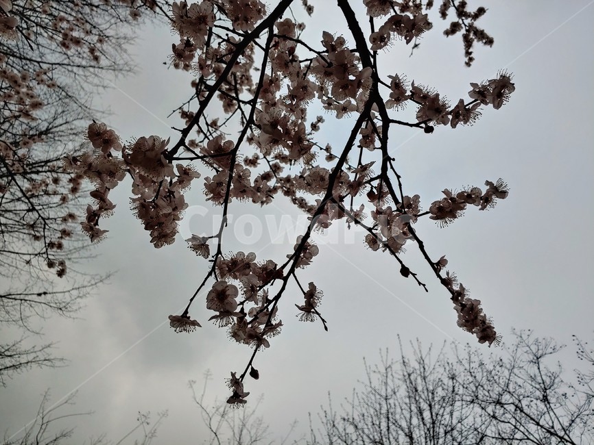 벚꽃,blossoms,하늘,나무,tree,sky,분홍,벚나무,봄,spring,nature,봄꽃,봄날