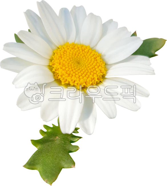 데이지,flower,캐모마일,목마가렛,marguerite,frutescens,margueritedaisy,parisdaisy,argyranthemumfrutescens,chrysanthemumfrutescens,봄,블로섬,개화,꽃,yellow,식물,들꽃,화이트