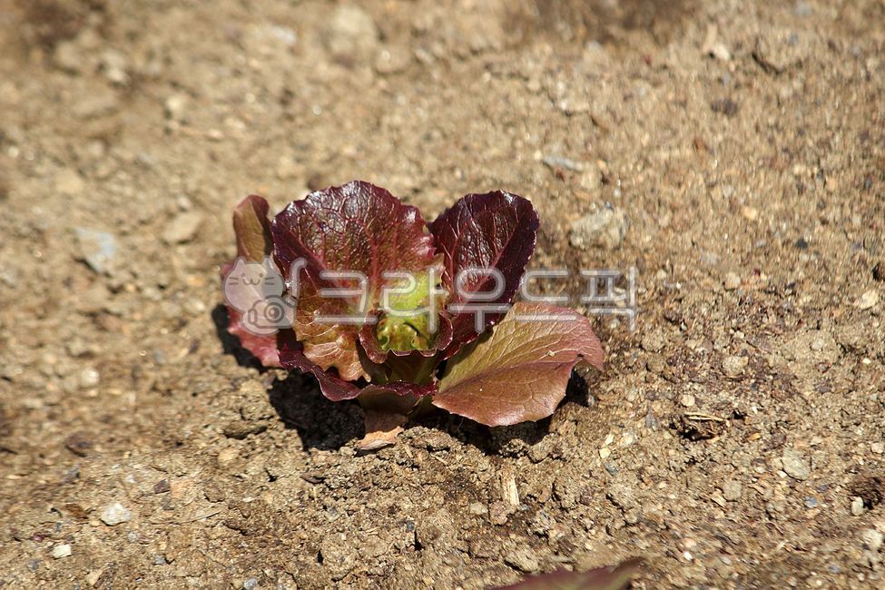 식물, plant, lettuce, 상추, vegetable, 사진,이미지,일러스트,캘리그라피 - benjamin작가