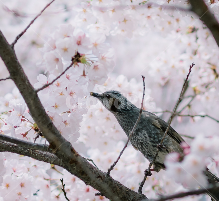 봄,벚꽃,새,꽃,자연,동물,bird,flower,봄,계절,spring,season,식물,자연,plants,nature,꽃,flower,동물,animal,조류,새,birds,감성,sensible,feeling,plant,cherry blossom,blossom