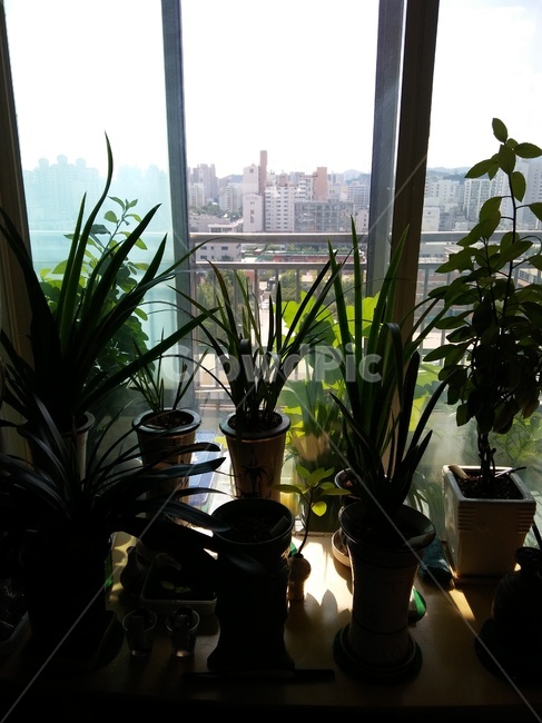 화분,식물,창가,란,실내,식물,자연,plants,nature,실내용화초,화분,화초,house plant