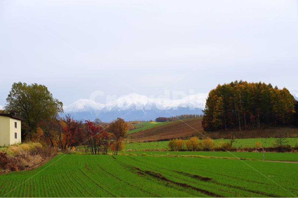 일본,홋카이도,비에이,초록,가을,겨울,단풍,눈,설산,자연,풍경,nature,landscape,시골,마을,country,rural,town,해외,외국,세계,foreign,oversea,world,세계자연풍경,해외자연풍경,외국자연풍경,world nature landscape,outdoors,옥외,field,들,grassland,목초지,plant,식물,grass,잔디