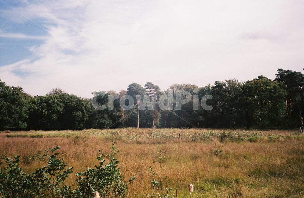풍경,공원,들판,네덜란드,필름사진,자연,풍경,nature,landscape,outdoors,옥외,savanna,대초원,grassland,목초지,field,들
