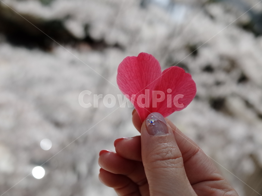 봄,벚꽃,꽃잎,사랑,봄꽃,하트,spring,season,감정표현,기분,feeling,emotion