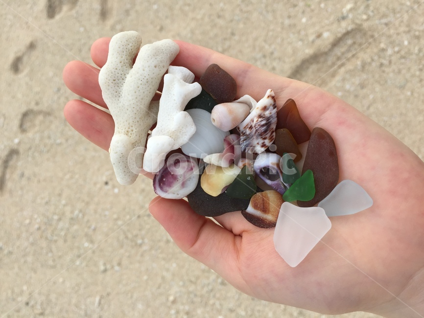 산호,씨글래스,seaglass,coral,시글래스,조개