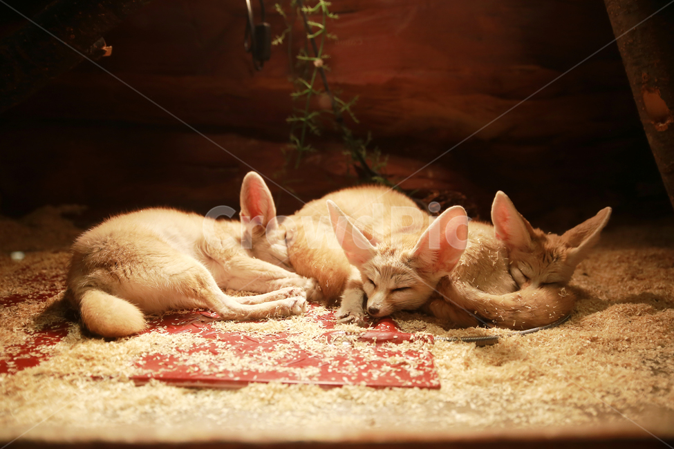 사막여우,귀여운,동물원,모피,여우,동물,animal,포유류,mammal