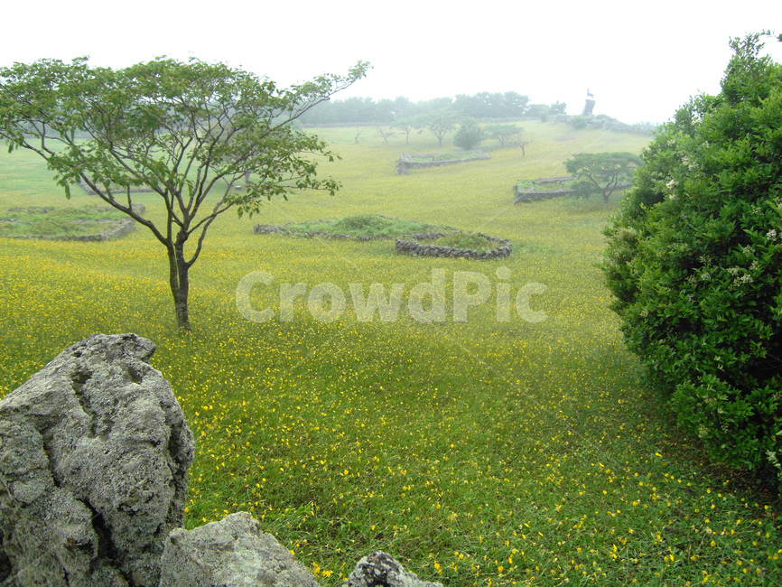 풍경,제주도,나무,꽃밭,자연,감성,자연,풍경,nature,landscape,grassland,목초지,field,들,outdoors,옥외,rural,농촌,farm,농장,meadow