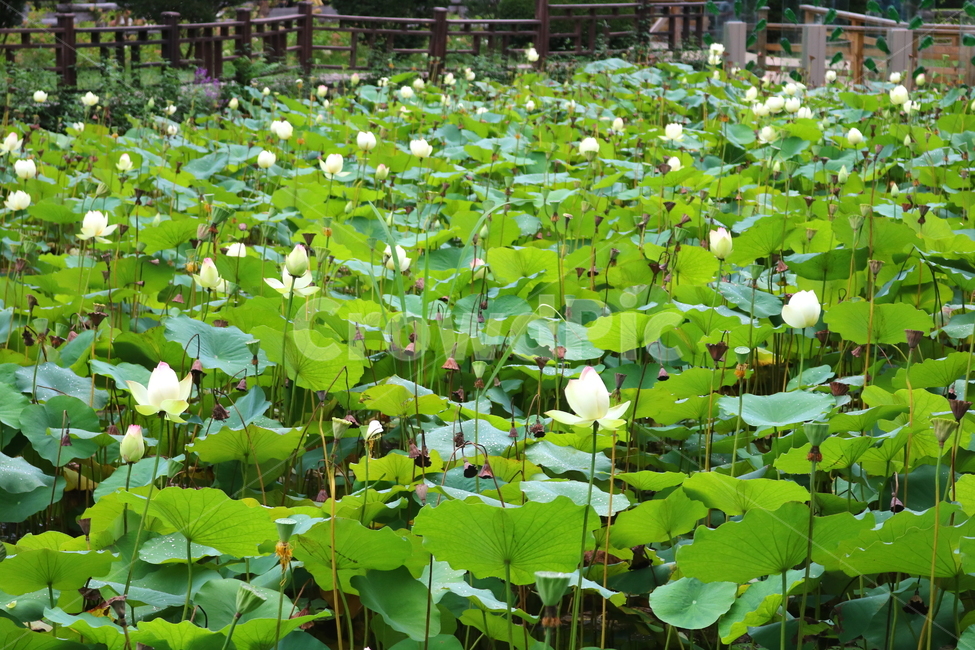 수련,연꽃,연잎,식물,수생식물,연,자연,식물,자연,plants,nature,꽃,flower