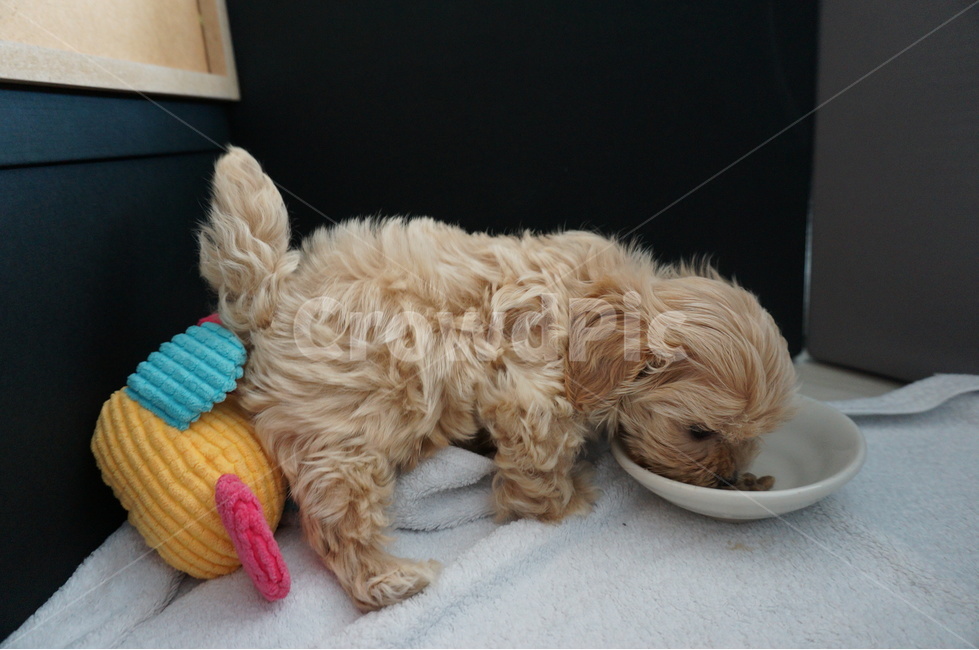 강아지,말티푸,애견,maltipoo,puppy,동물,animal,포유류,mammal,개,강아지,dog,doggy