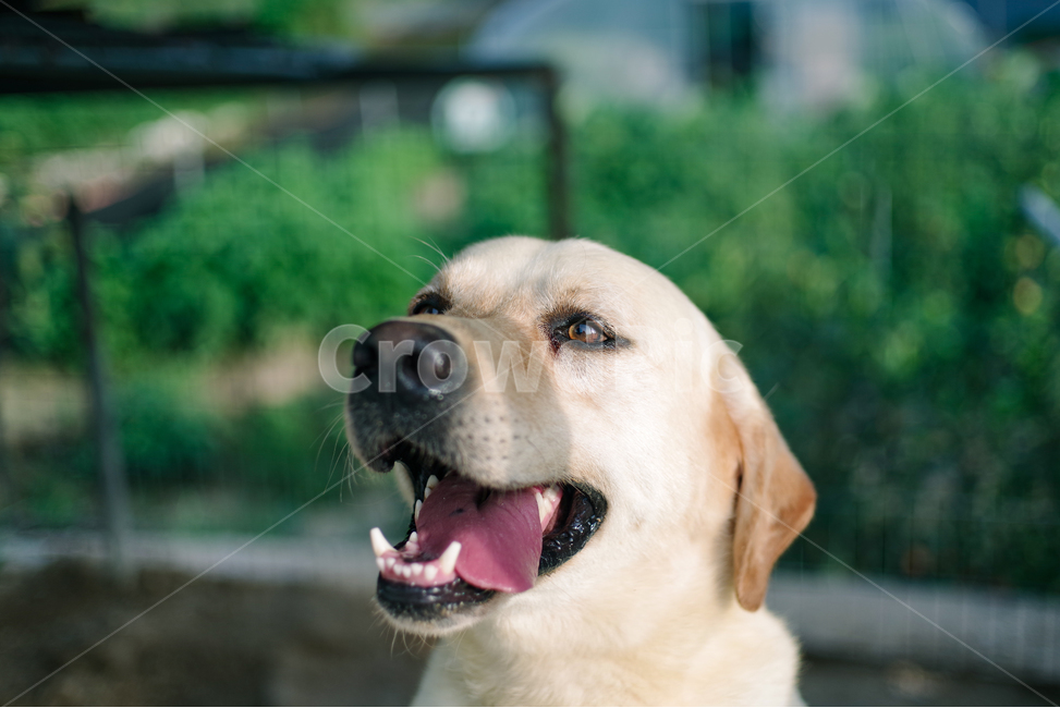 강아지,개,반려동물,반려견,리트리버,래브라도리트리버,멍멍이,멍뭉이,dog,animal,puppy,동물,animal,포유류,mammal,개,강아지,dog,doggy