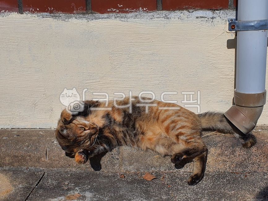 rest,yawn,cute,Pets,prostrate,Korean Shorthair,stray cat,mammal,cat,nose short,animal,sleepy,mammalia,pet,lying down