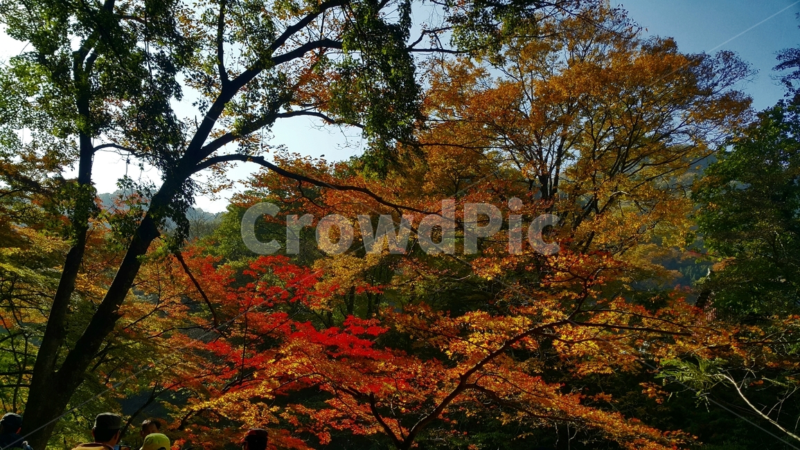 tree,plant,식물,leaf,단풍,가을,계절,fall,autumn,season,자연,풍경,nature,landscape,나무,잎,maple