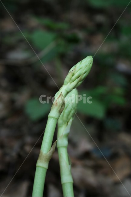 천마,난촛과,여러해살이풀,약초,종자번식,사물기생식물,부생식물,식물,자연,plants,nature
