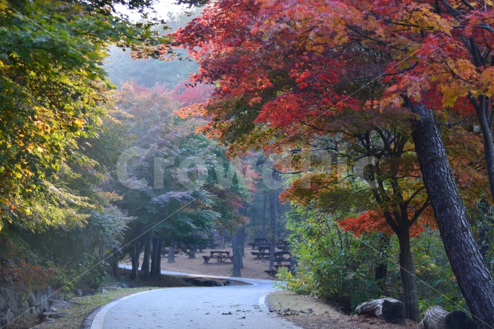 가을길,낙엽,단풍,향수,여행,감성,가을,식물,자연,풍경,nature,landscape,가을,계절,fall,autumn,season,plant,tree,나무,maple