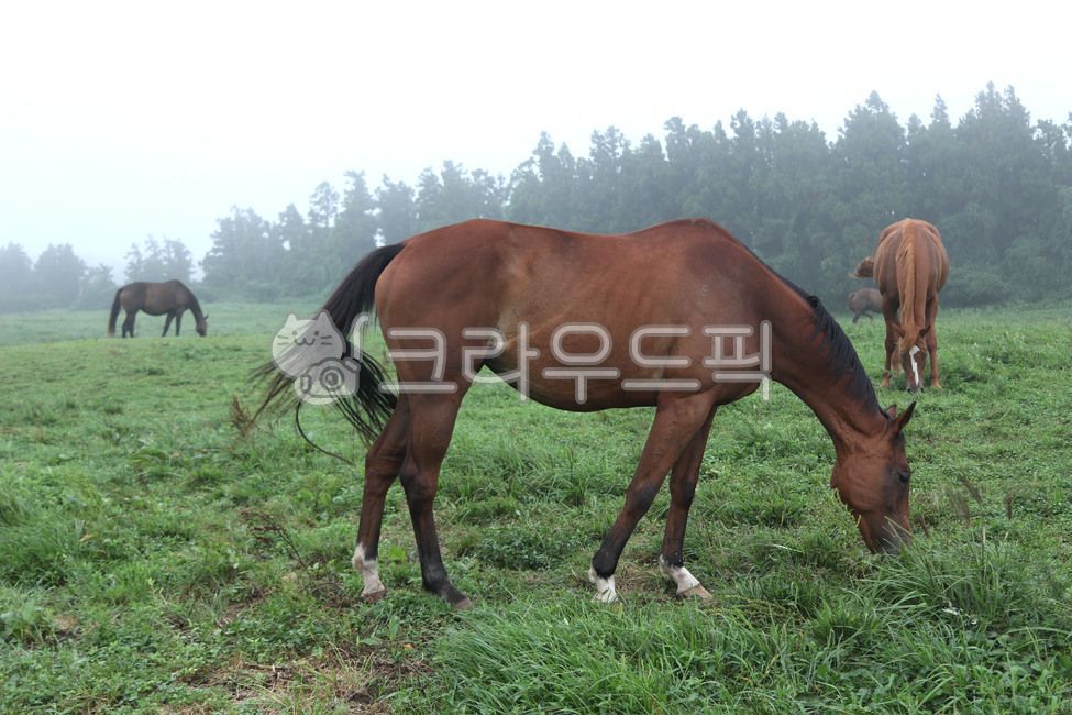 horse,말,말근육,animal,동물,포유류,nature,자연,field,목초지,들,jeju,제주도,제주말,제주도말,동물,animal,포유류,mammal