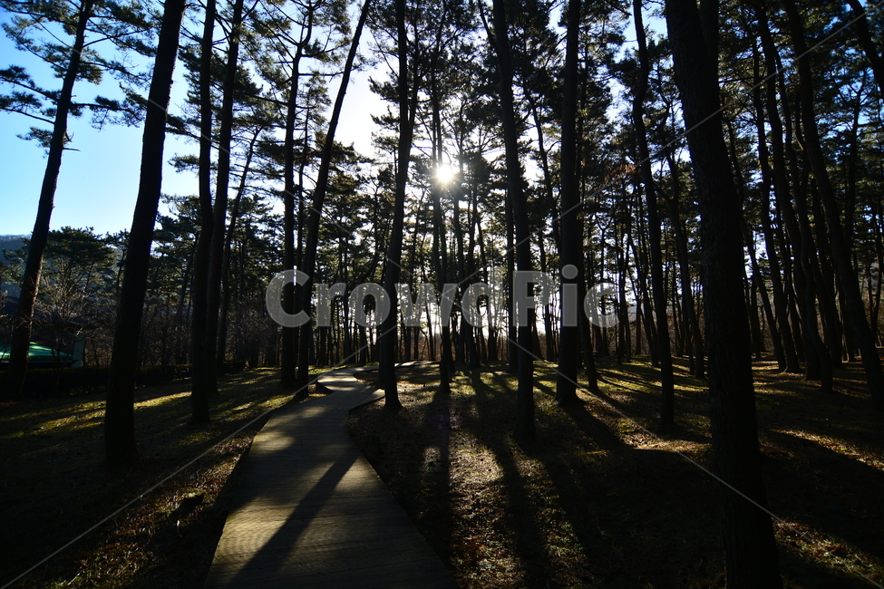 숲,나무,제주도,절물자연휴양림,풍경,nature,landscape,jeju,jejuisland,삼나무,숲길,제주,피톤치드,휴양림,녹색,산책로,휴양,등산로,자연휴양림,땅,흙,식물,plants,trees,wood,힐링,rest,relaxation,healing,태양,햇빛,그늘,바람,시원한,숲속,산책,마음정화,자연,자연,풍경,nature,landscape,flare,플레어,light,빛