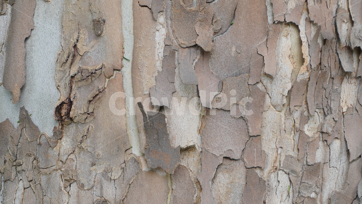 나무,재질,나무재질,자연,숲,마감,텍스처,질감,패턴,texture,pattern