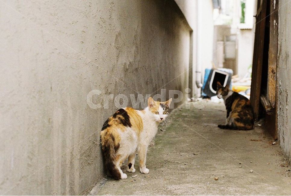 고양이,골목,길냥이,동물,골목길,필름,동물,animal,포유류,mammal,고양이,cat,kitten,kitty