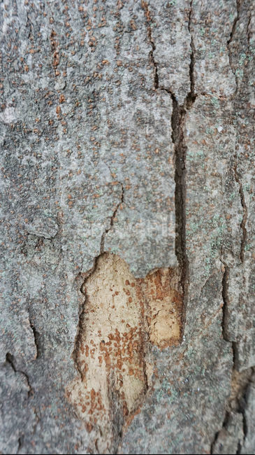 배경화면,나무껍질,나무,나이테,균열,고목,wood,tree