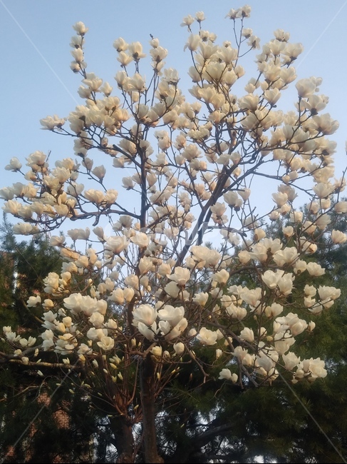 목련,흰꽃,봄,봄꽃,가지,나무,시즌,플라워,배경,풍경,야외,생화,식물,계절,자연,spring,season,plants,nature,flower,plant