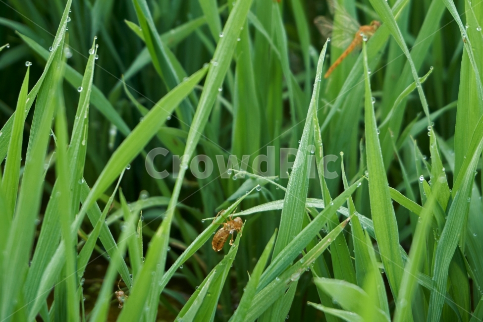 잠자리,논,이슬,자연,푸른,곤충,벌래,날개,dragonfly,insect,bug,새벽,물,비,젖은,dew,맻히다,물방울,풀,깨끗한,상쾌한,여름,봄,숲,땅,식물,자연,plants,nature,동물,animal,곤충,벌레,insect,bug
