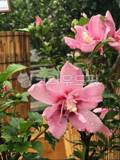 무궁화,꽃,무궁화꽃,식물,국화