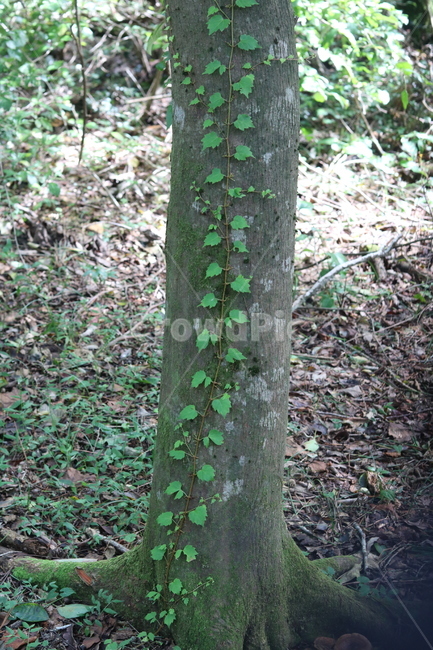 나무,자연,담쟁이,넝쿨,힐링,초록색,식물,식물,자연,plants,nature,나무,trees,wood