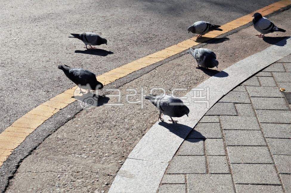 비둘기,아스팔트,도로,그림자,새,동물,일반도로,조류,birds,황색실선,경계석,새그림자