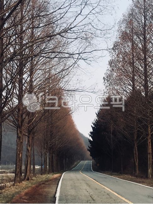 trail,Drive course,sand ash,road name,tree,metasequoia
