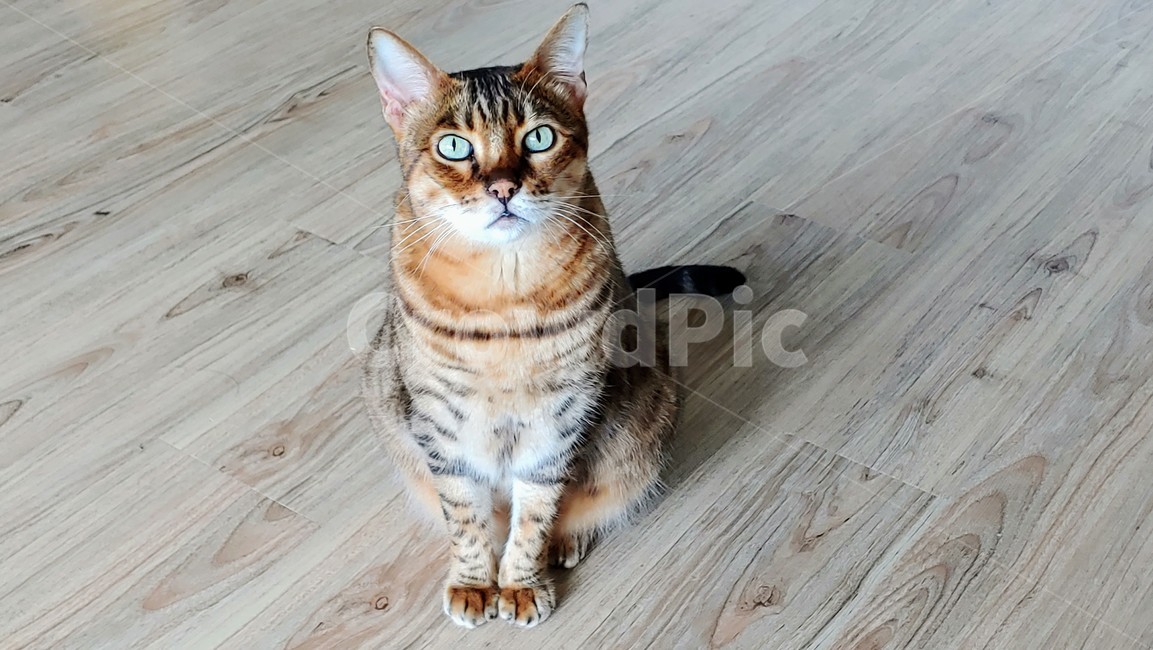 뱅갈고양이,고양이,반려묘,bengalcat,cat,동물,animal,포유류,mammal,고양이,cat,kitten,kitty